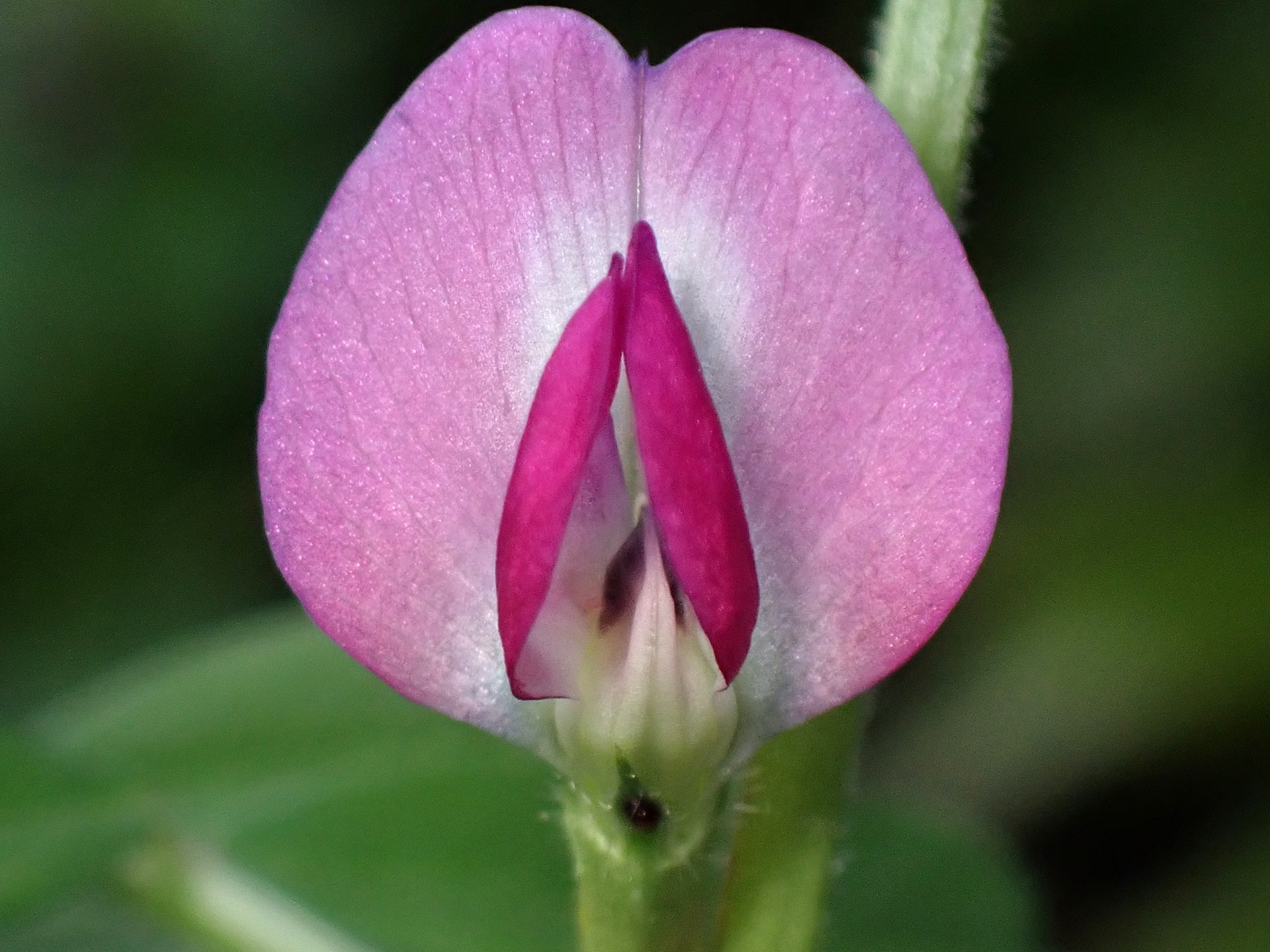 ヤハズエンドウ の高画質写真です。横浜市で、2025年4月5日に撮影したものです。