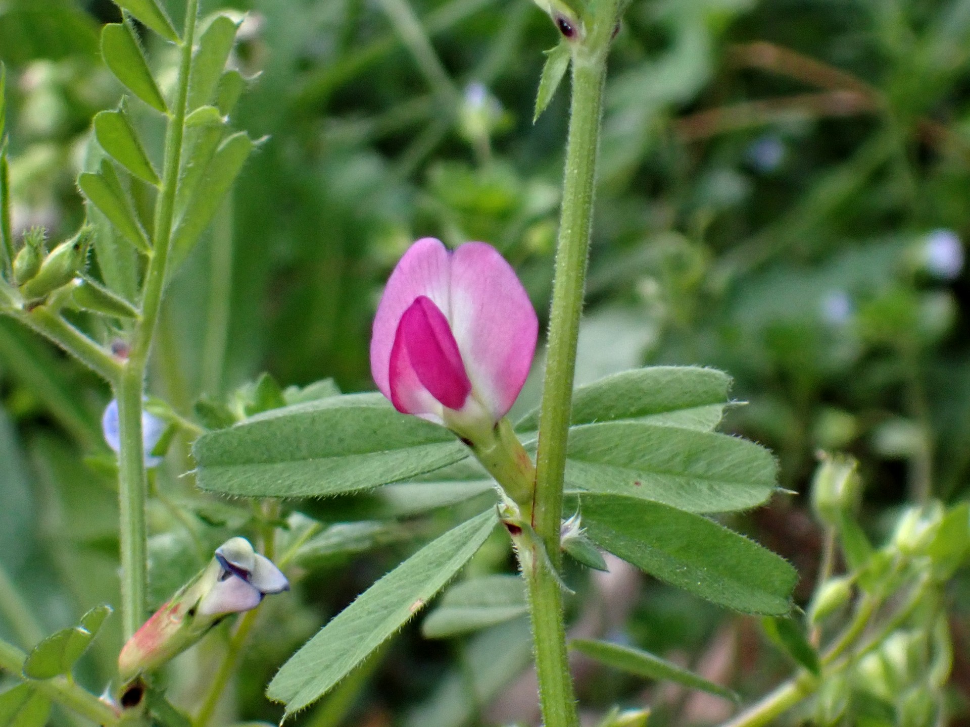 ヤハズエンドウ の高画質写真です。横浜市で、2025年4月5日に撮影したものです。