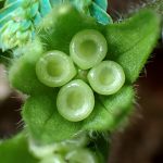 ヤマルリソウ の高画質写真です。横浜市で、2025年4月18日に撮影したものです。