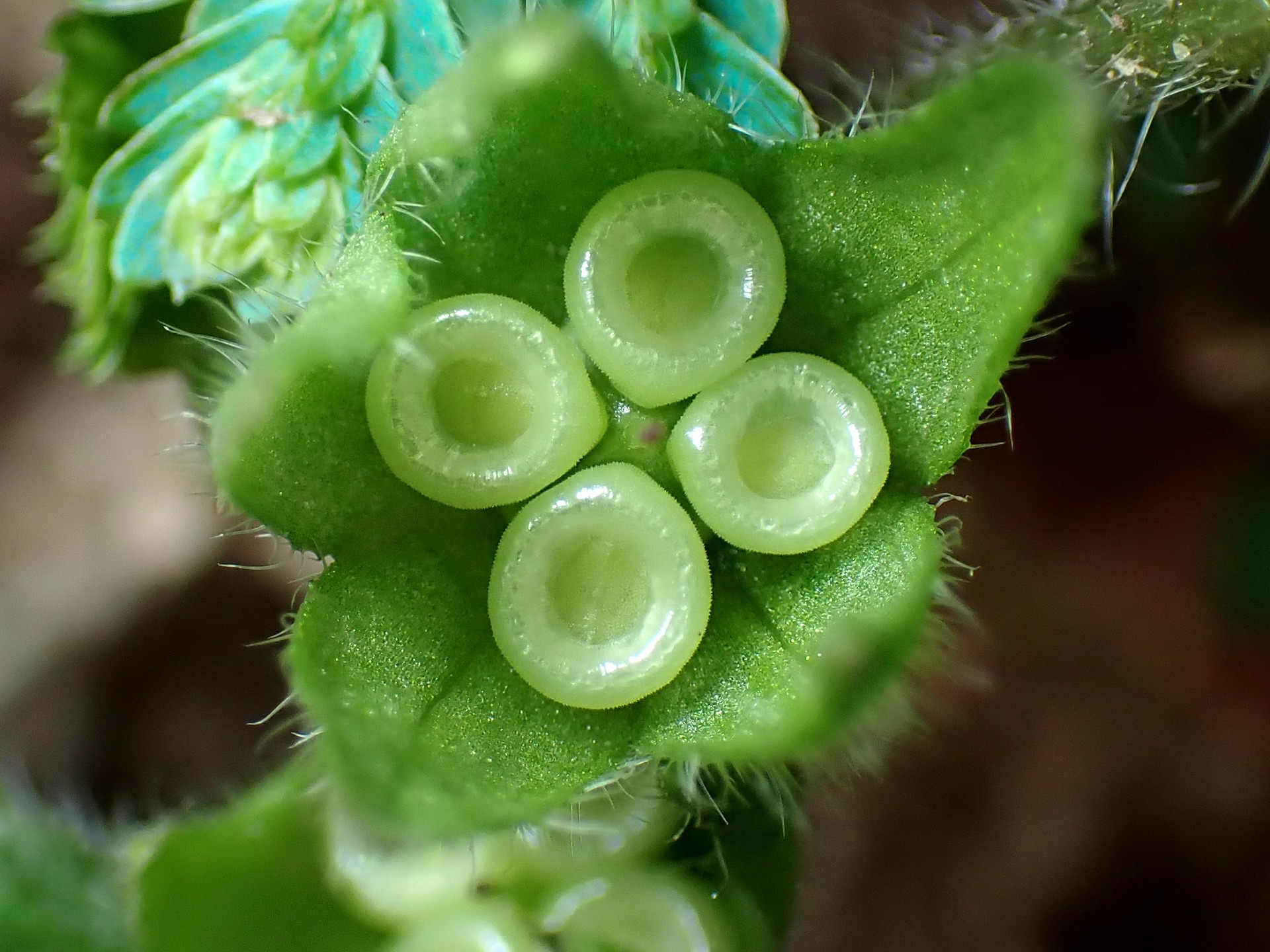 ヤマルリソウ の高画質写真です。横浜市で、2025年4月18日に撮影したものです。