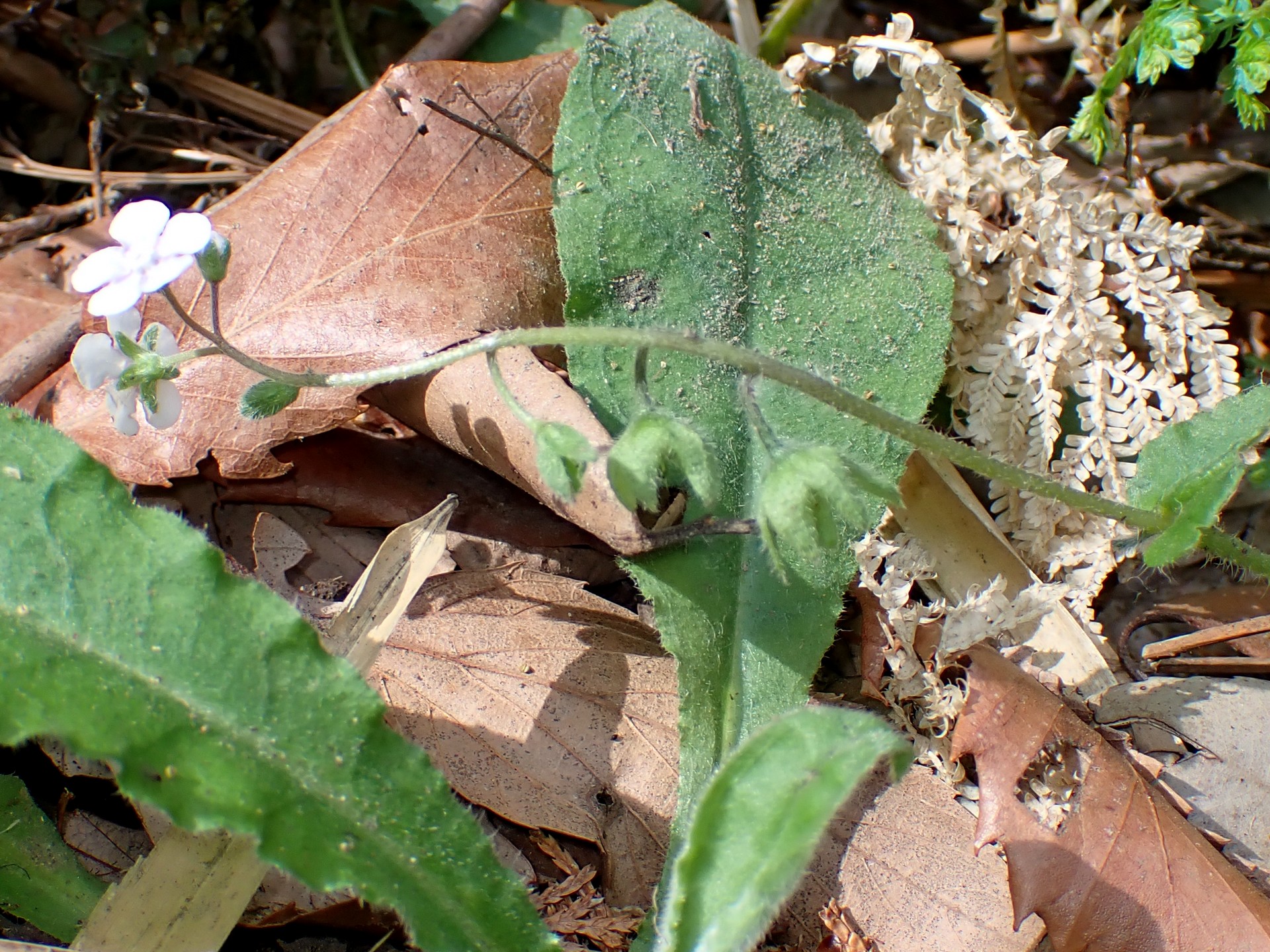 ヤマルリソウ の高画質写真です。横浜市で、2025年4月18日に撮影したものです。