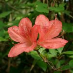 ヤマツツジ の高画質写真です。横浜市で、2025年4月24日に撮影したものです。