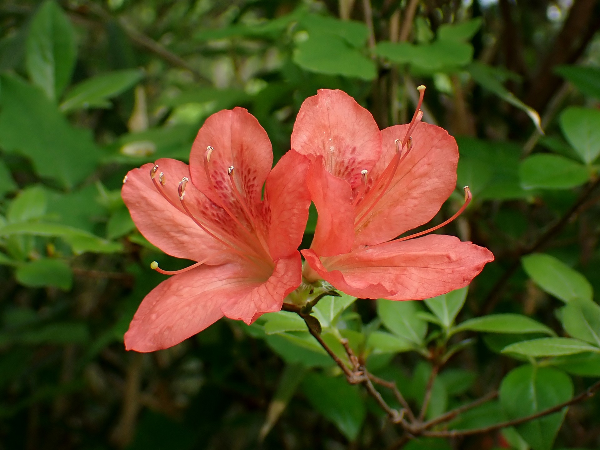 ヤマツツジ の高画質写真です。横浜市で、2025年4月24日に撮影したものです。