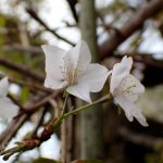 ヤマザクラ の写真です。横浜市で、2025年4月4日に撮影したものです。