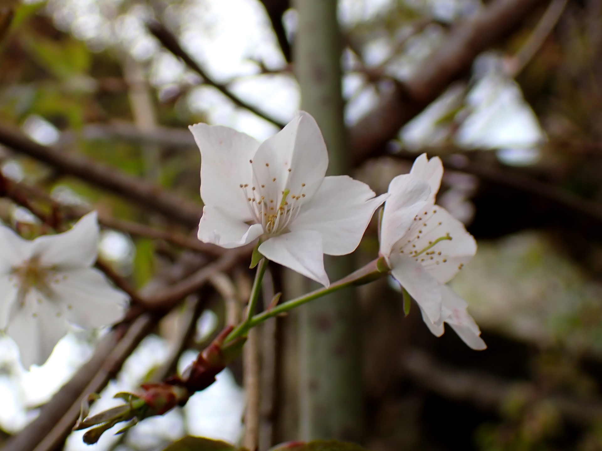 ヤマザクラ の写真です。横浜市で、2025年4月4日に撮影したものです。