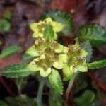 ヨゴレネコノメ の写真です。横浜市で、2025年4月3日に撮影したものです。