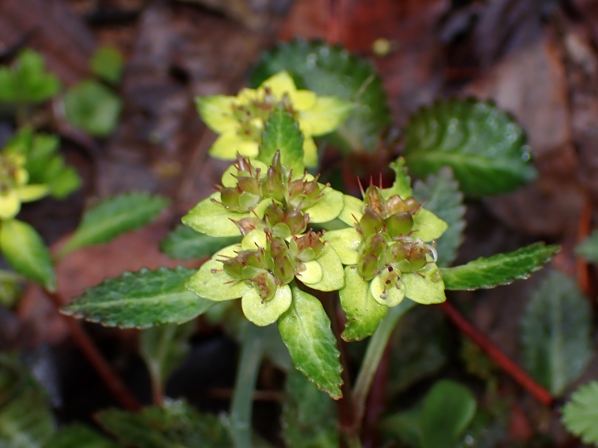 ヨゴレネコノメ の写真です。横浜市で、2025年4月3日に撮影したものです。