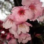 ヨウコウザクラ の写真です。横浜市で、2025年4月3日に撮影したものです。