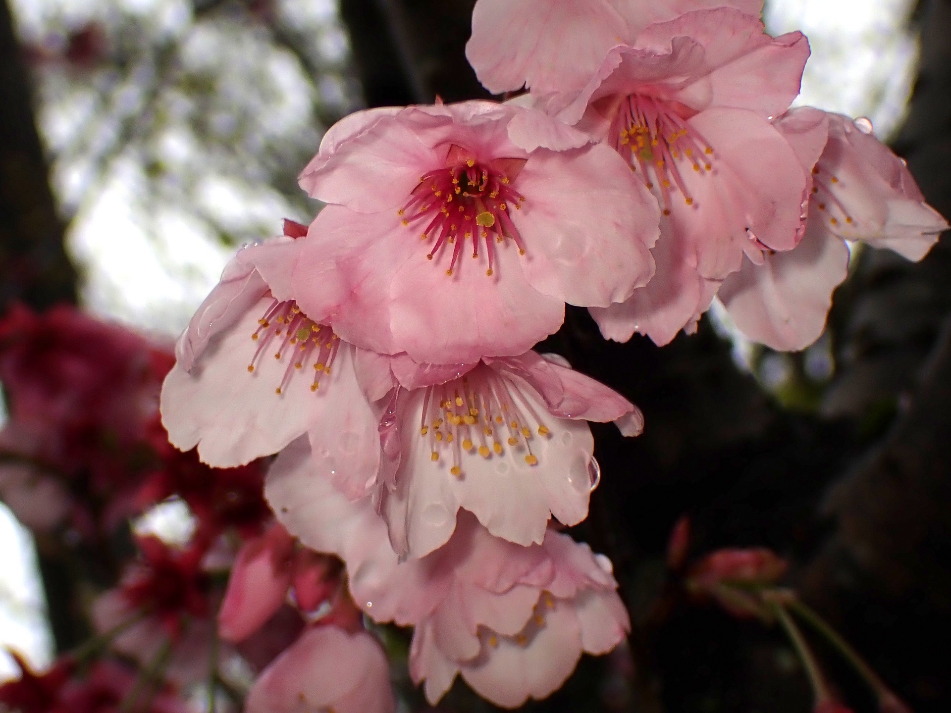 ヨウコウザクラ の写真です。横浜市で、2025年4月3日に撮影したものです。