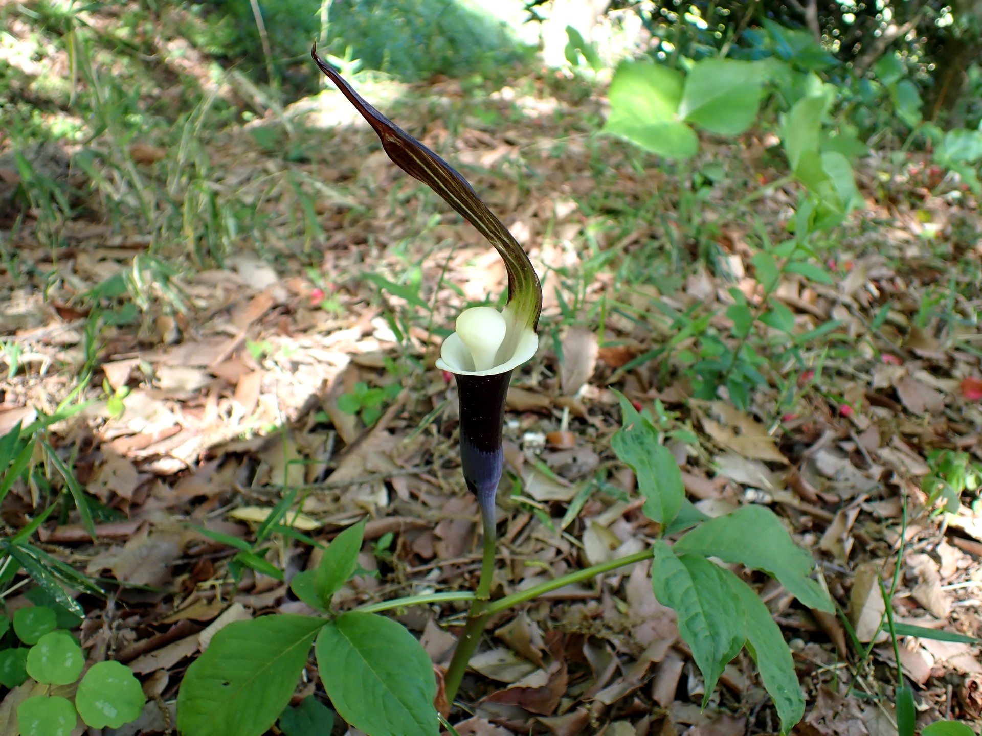 ユキモチソウ の高画質写真です。横浜市で、2025年4月16日に撮影したものです。