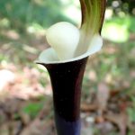 ユキモチソウ の高画質写真です。横浜市で、2025年4月16日に撮影したものです。