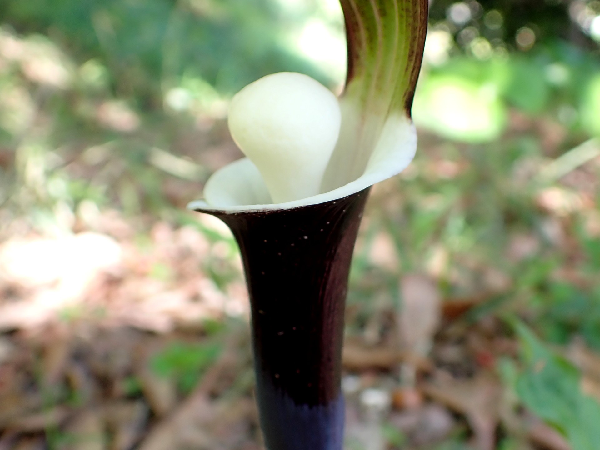 ユキモチソウ の高画質写真です。横浜市で、2025年4月16日に撮影したものです。