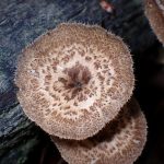 アミスギタケ の高画質写真です。横浜市で、2025年5月7日に撮影したものです。