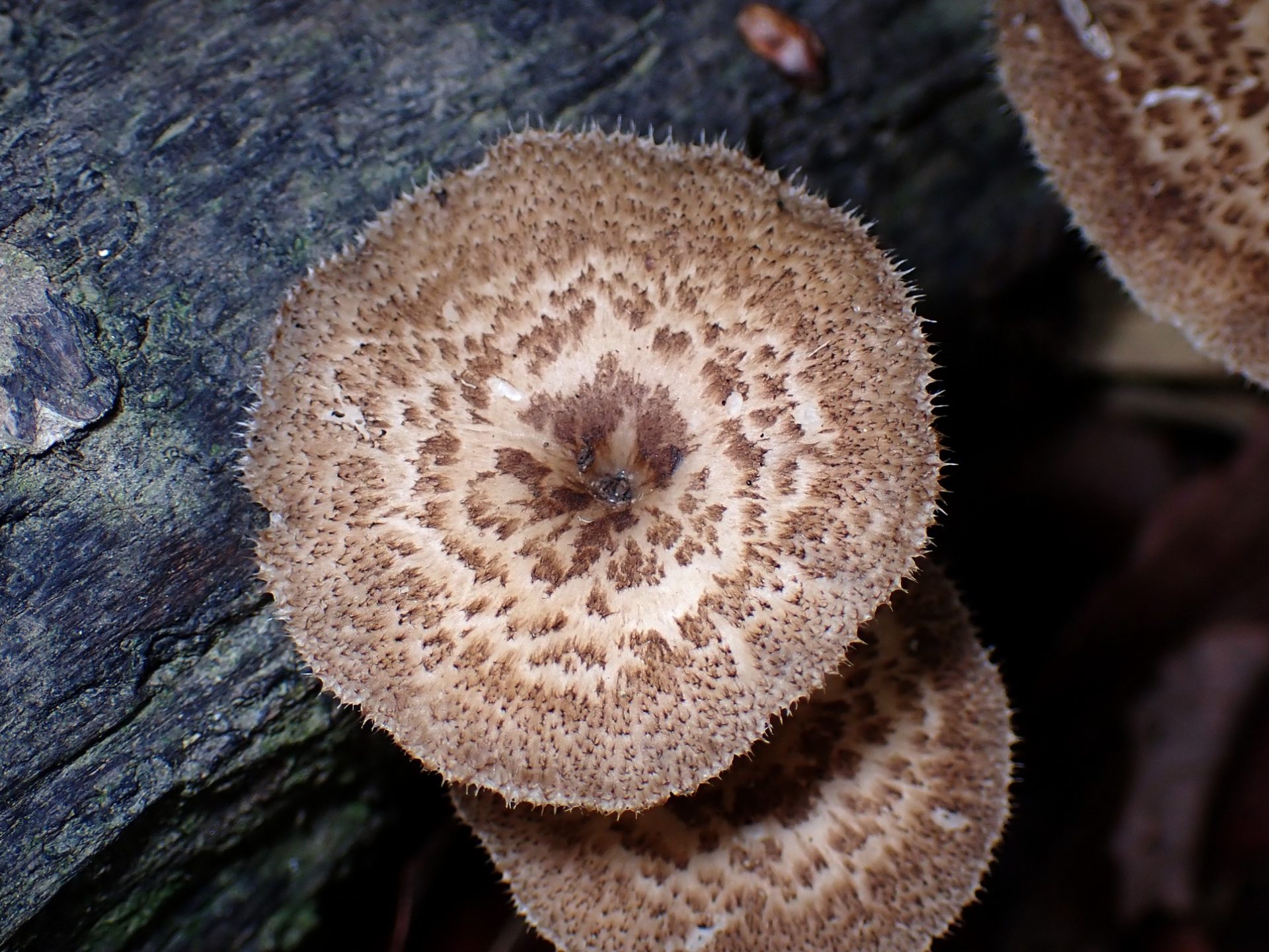 アミスギタケ の高画質写真です。横浜市で、2025年5月7日に撮影したものです。