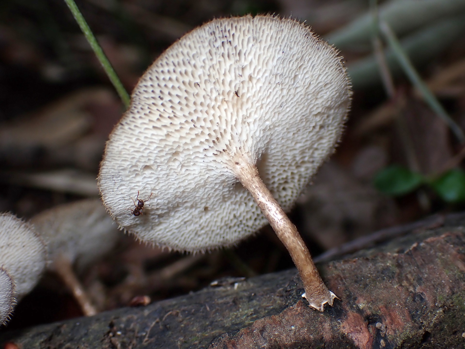 アミスギタケ の高画質写真です。横浜市で、2025年5月7日に撮影したものです。