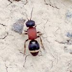 アリバチの仲間 の高画質写真です。横浜市で、2025年5月7日に撮影したものです。