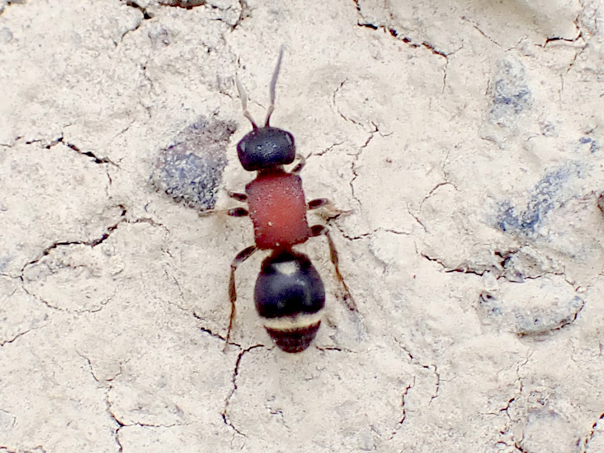 アリバチの仲間 の高画質写真です。横浜市で、2025年5月7日に撮影したものです。