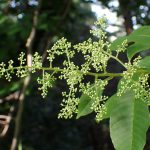 アワブキ の高画質写真です。横浜市で、2025年5月5日に撮影したものです。