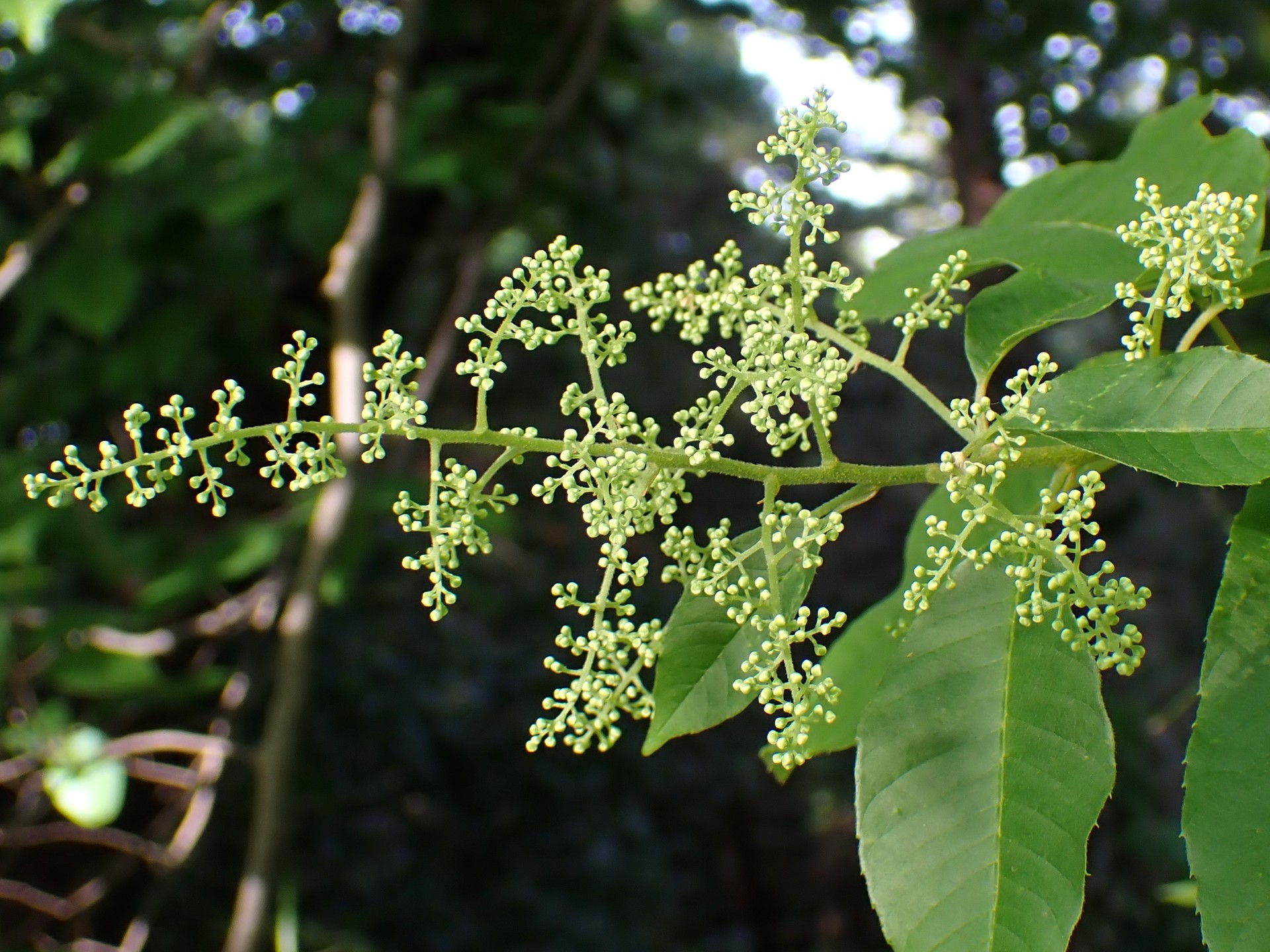 アワブキ の高画質写真です。横浜市で、2025年5月5日に撮影したものです。