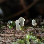 ビョウタケの仲間 の写真です。横浜市で、2025年5月11日に撮影したものです。