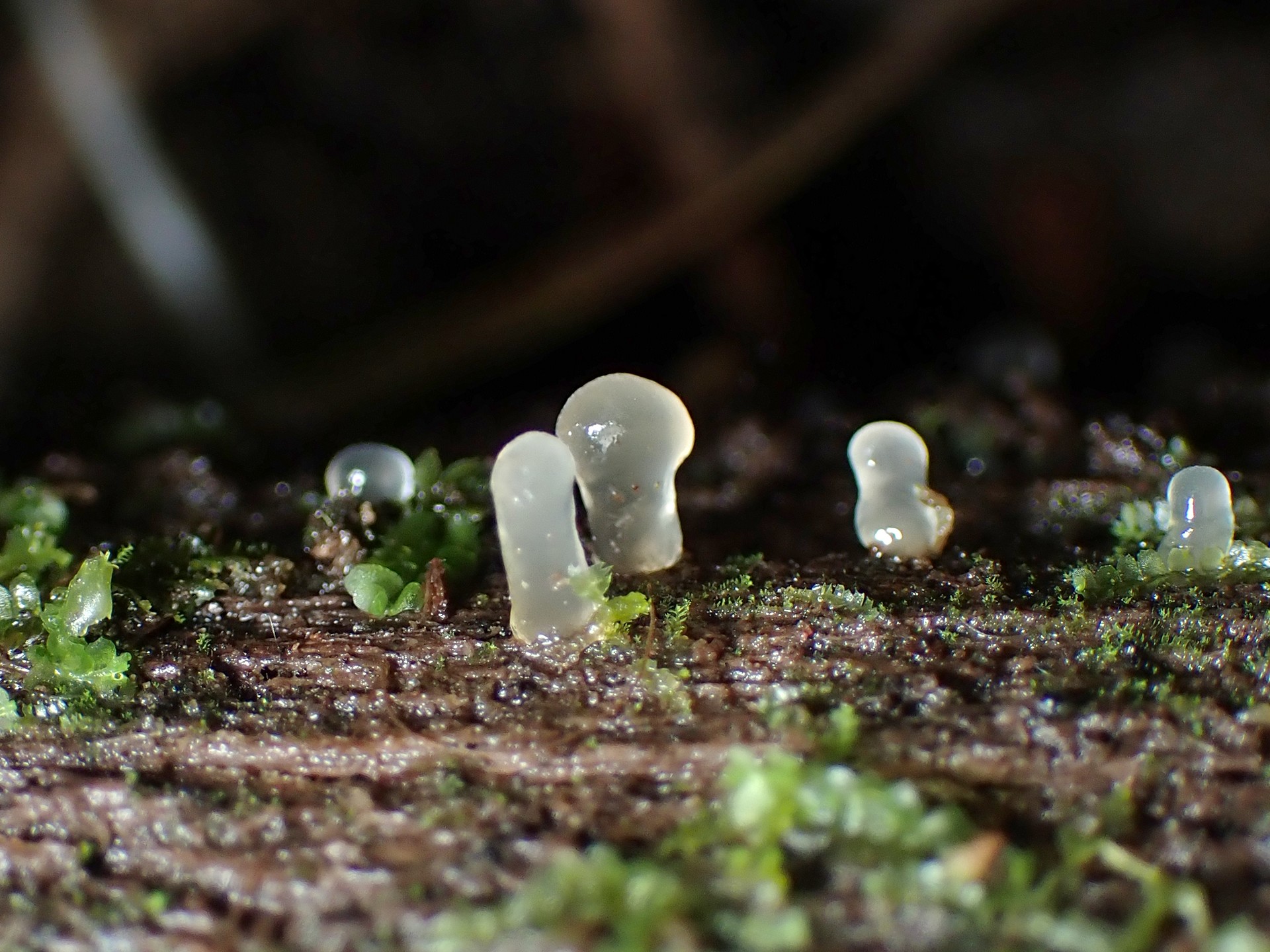 ビョウタケの仲間 の写真です。横浜市で、2025年5月11日に撮影したものです。