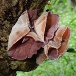 チャワンタケの仲間 の高画質写真です。横浜市で、2025年5月11日に撮影したものです。