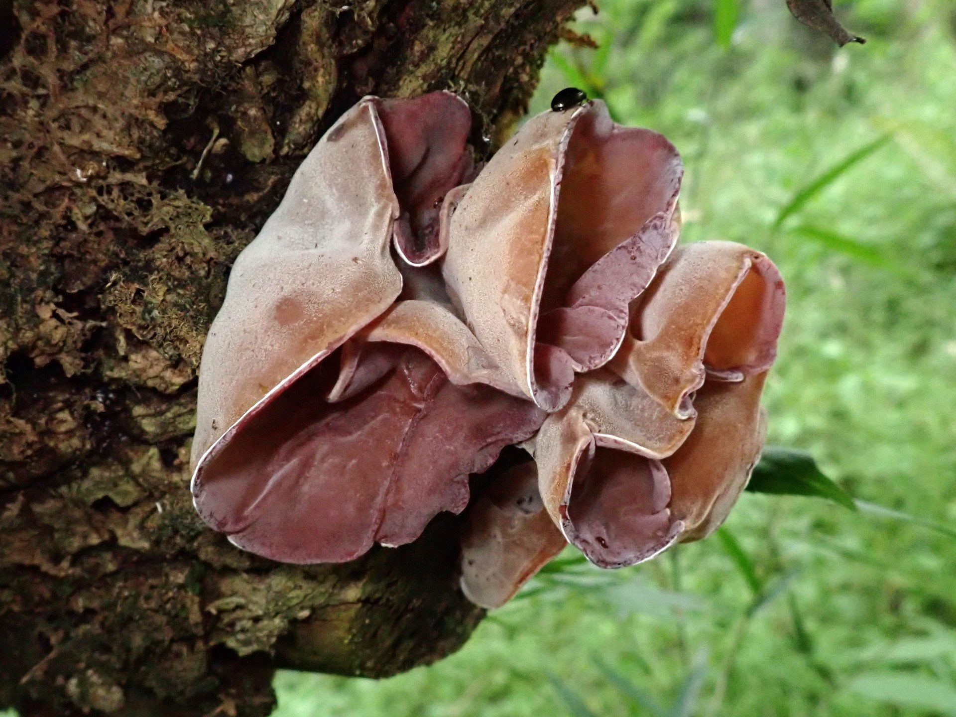 チャワンタケの仲間 の高画質写真です。横浜市で、2025年5月11日に撮影したものです。