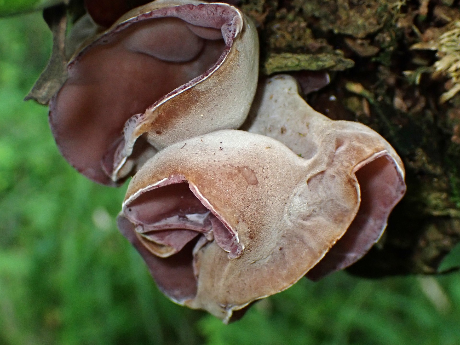 チャワンタケの仲間 の高画質写真です。横浜市で、2025年5月11日に撮影したものです。