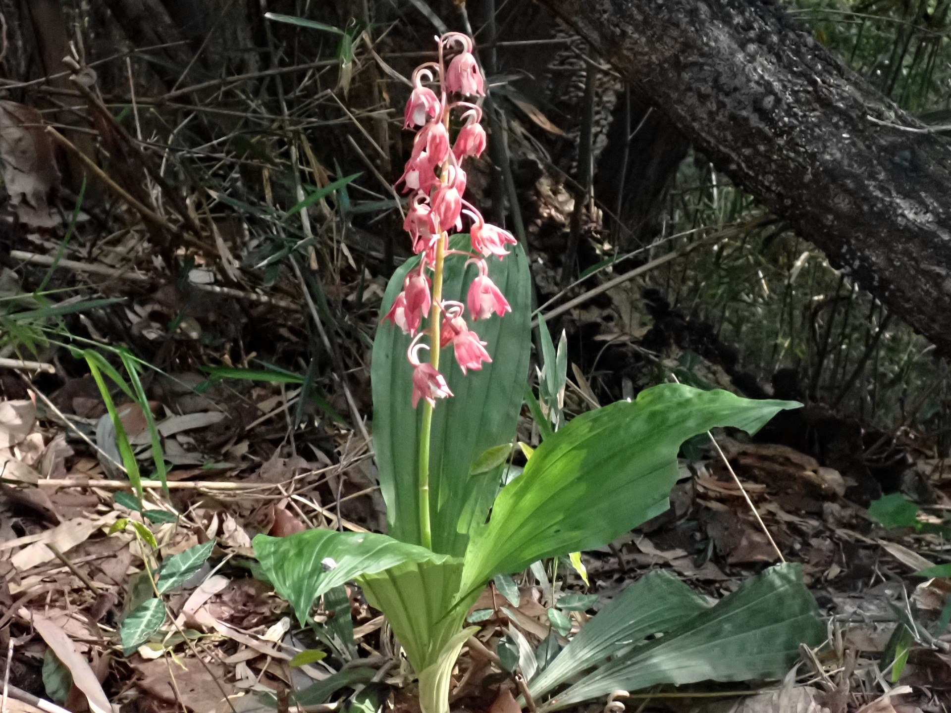 エビネ の高画質写真です。横浜市で、2025年5月14日に撮影したものです。