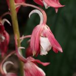 エビネ の高画質写真です。横浜市で、2025年5月14日に撮影したものです。