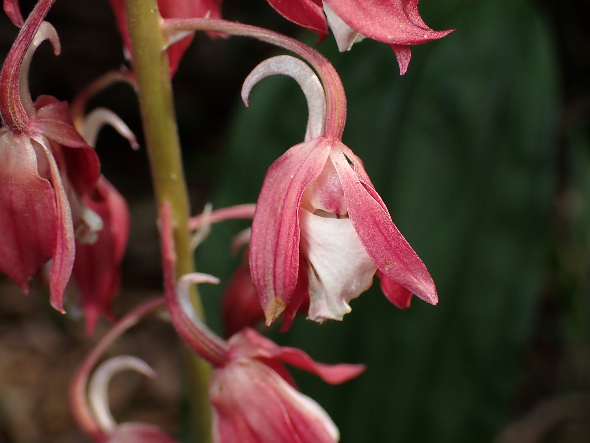 エビネ の高画質写真です。横浜市で、2025年5月14日に撮影したものです。