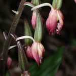 エビネ の高画質写真です。横浜市で、2025年5月7日に撮影したものです。