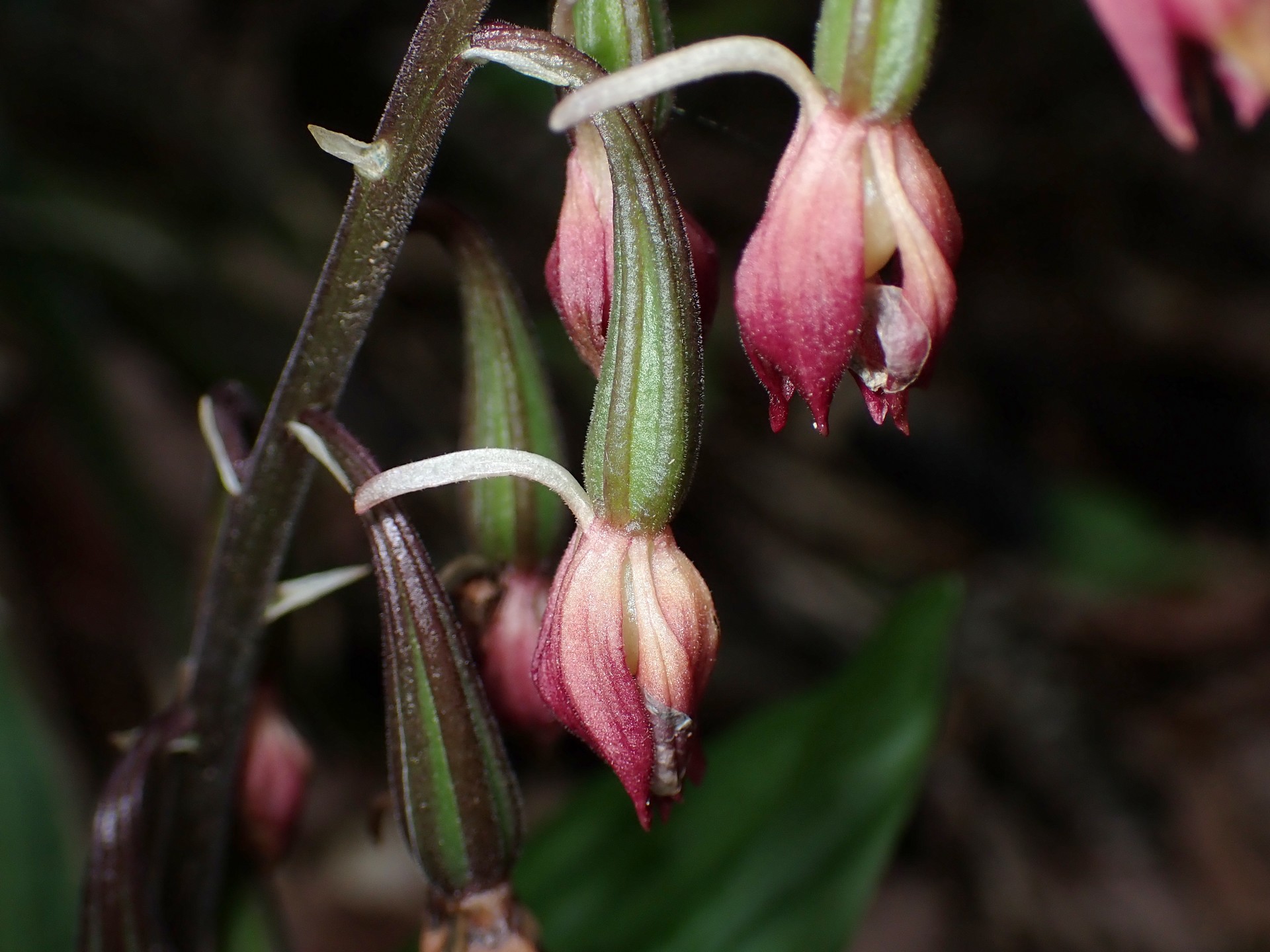 エビネ の高画質写真です。横浜市で、2025年5月7日に撮影したものです。