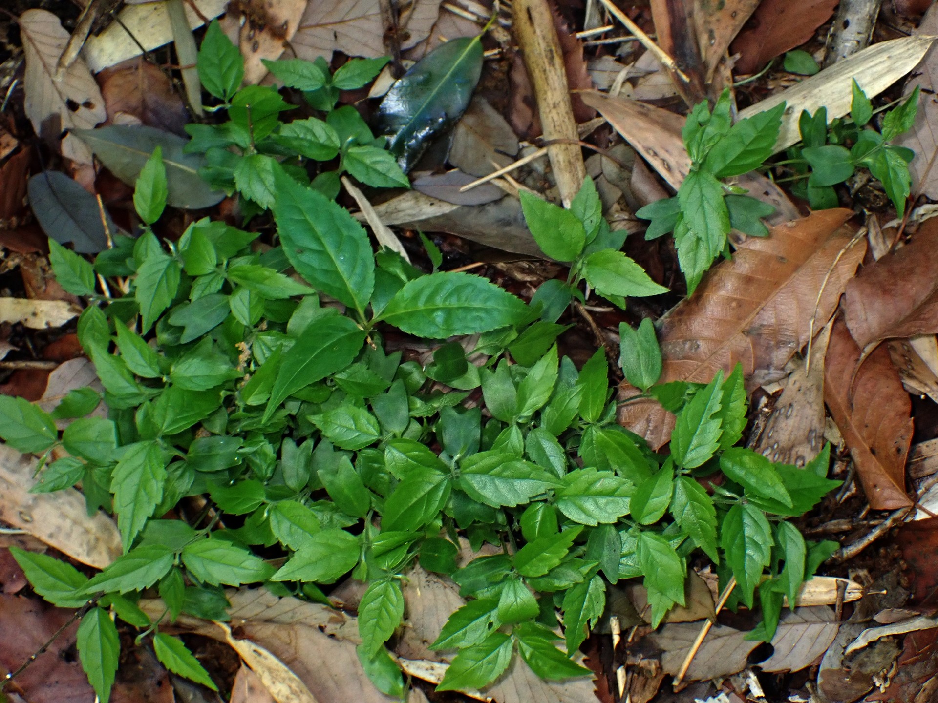 エノキ の高画質写真です。横浜市で、2025年5月3日に撮影したものです。