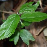 エノキ の高画質写真です。横浜市で、2025年5月3日に撮影したものです。