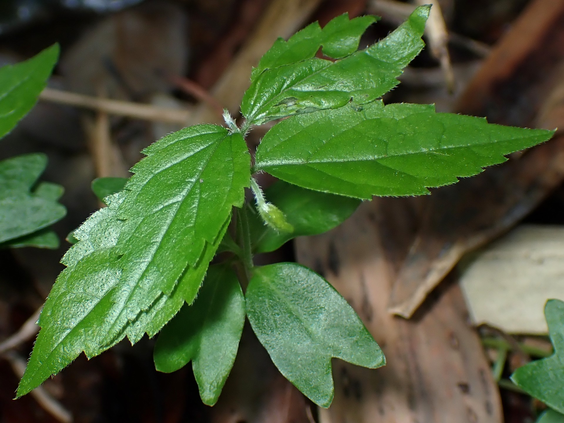 エノキ の高画質写真です。横浜市で、2025年5月3日に撮影したものです。