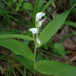 ギンラン の高画質写真です。横浜市で、2025年5月3日に撮影したものです。