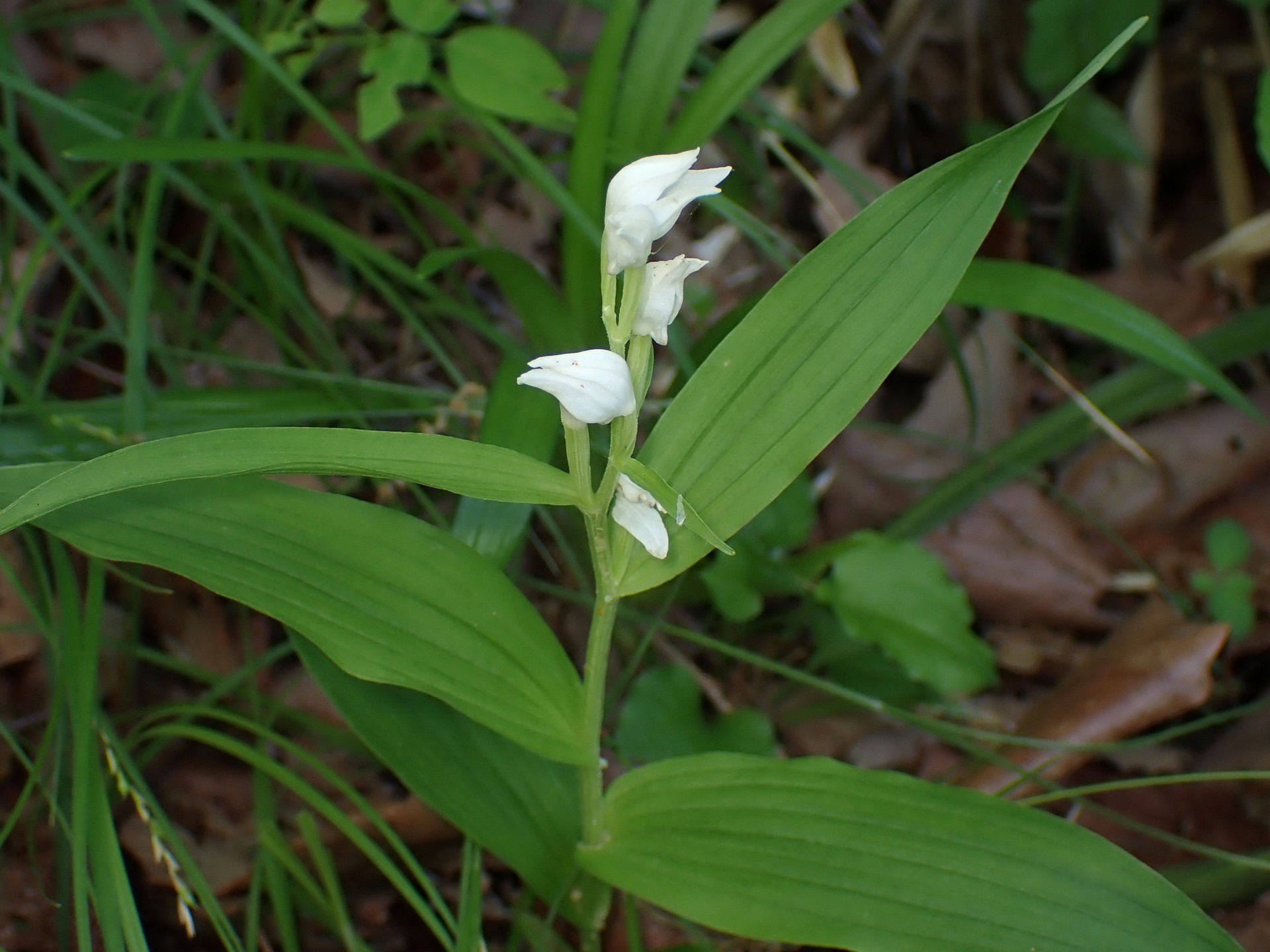 ギンラン の高画質写真です。横浜市で、2025年5月3日に撮影したものです。