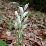 ギンラン の高画質写真です。横浜市で、2025年5月7日に撮影したものです。