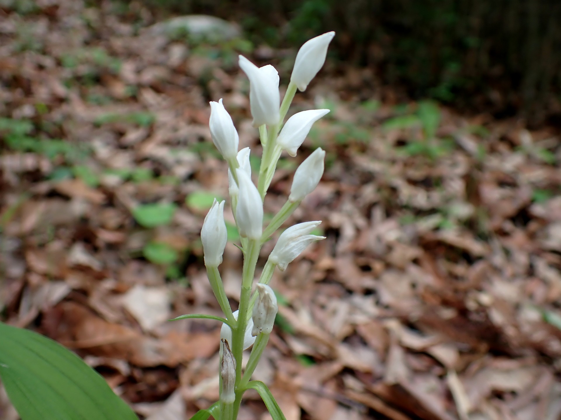 ギンラン の高画質写真です。横浜市で、2025年5月7日に撮影したものです。