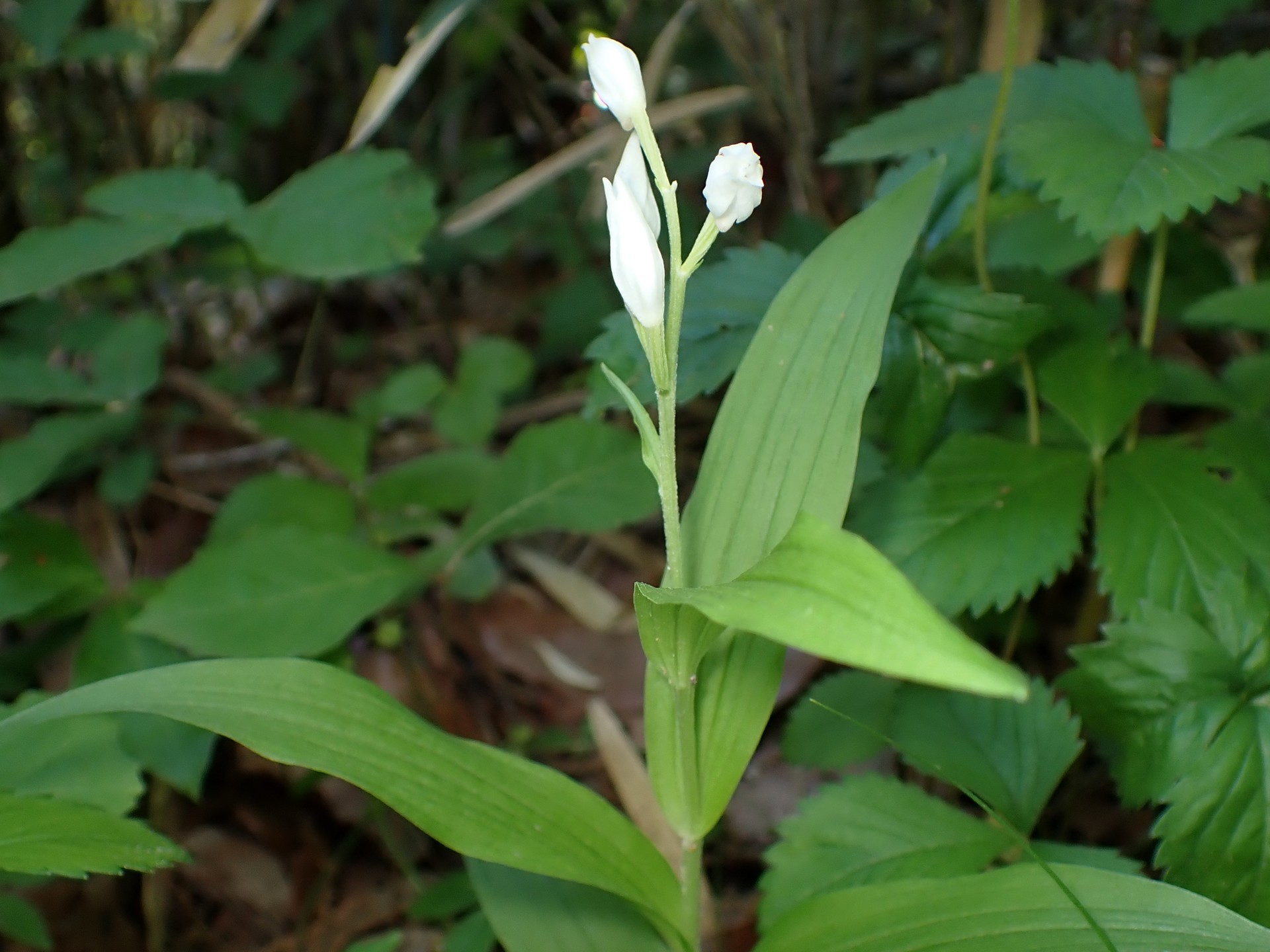 ギンラン の高画質写真です。横浜市で、2025年5月3日に撮影したものです。
