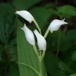 ギンラン の高画質写真です。横浜市で、2025年5月3日に撮影したものです。