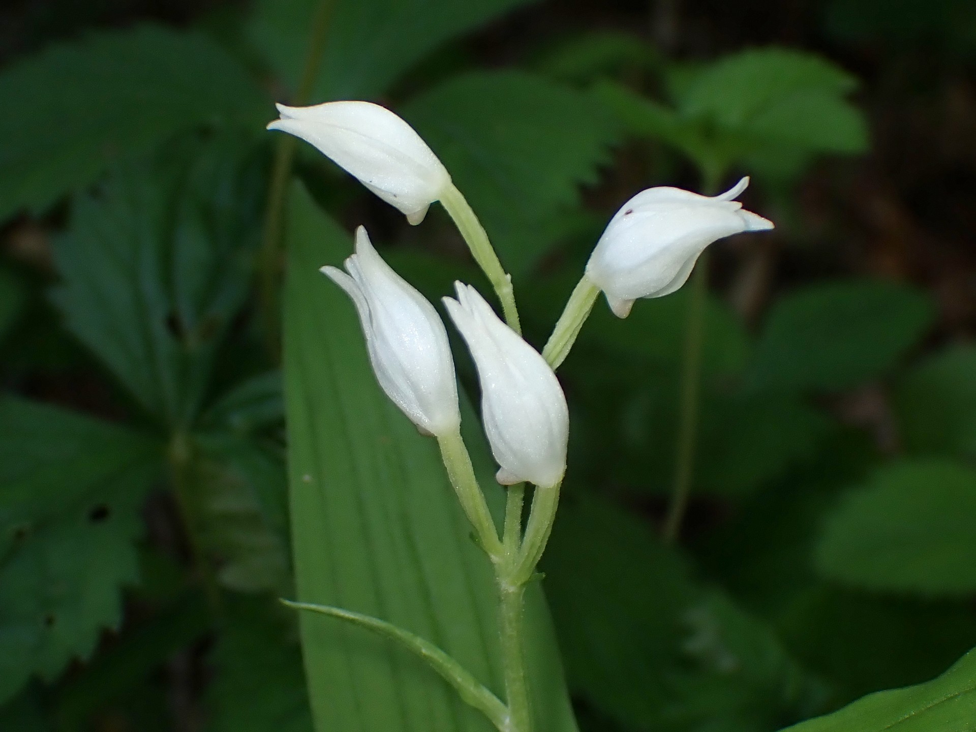 ギンラン の高画質写真です。横浜市で、2025年5月3日に撮影したものです。