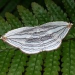 ギンツバメ の写真です。横浜市で、2025年5月11日に撮影したものです。