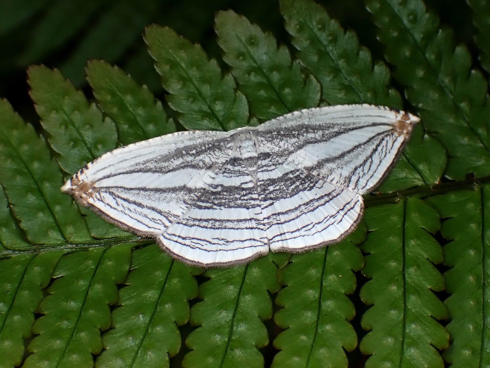 ギンツバメ の写真です。横浜市で、2025年5月11日に撮影したものです。