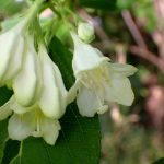 ハコネウツギ の高画質写真です。横浜市で、2025年5月5日に撮影したものです。