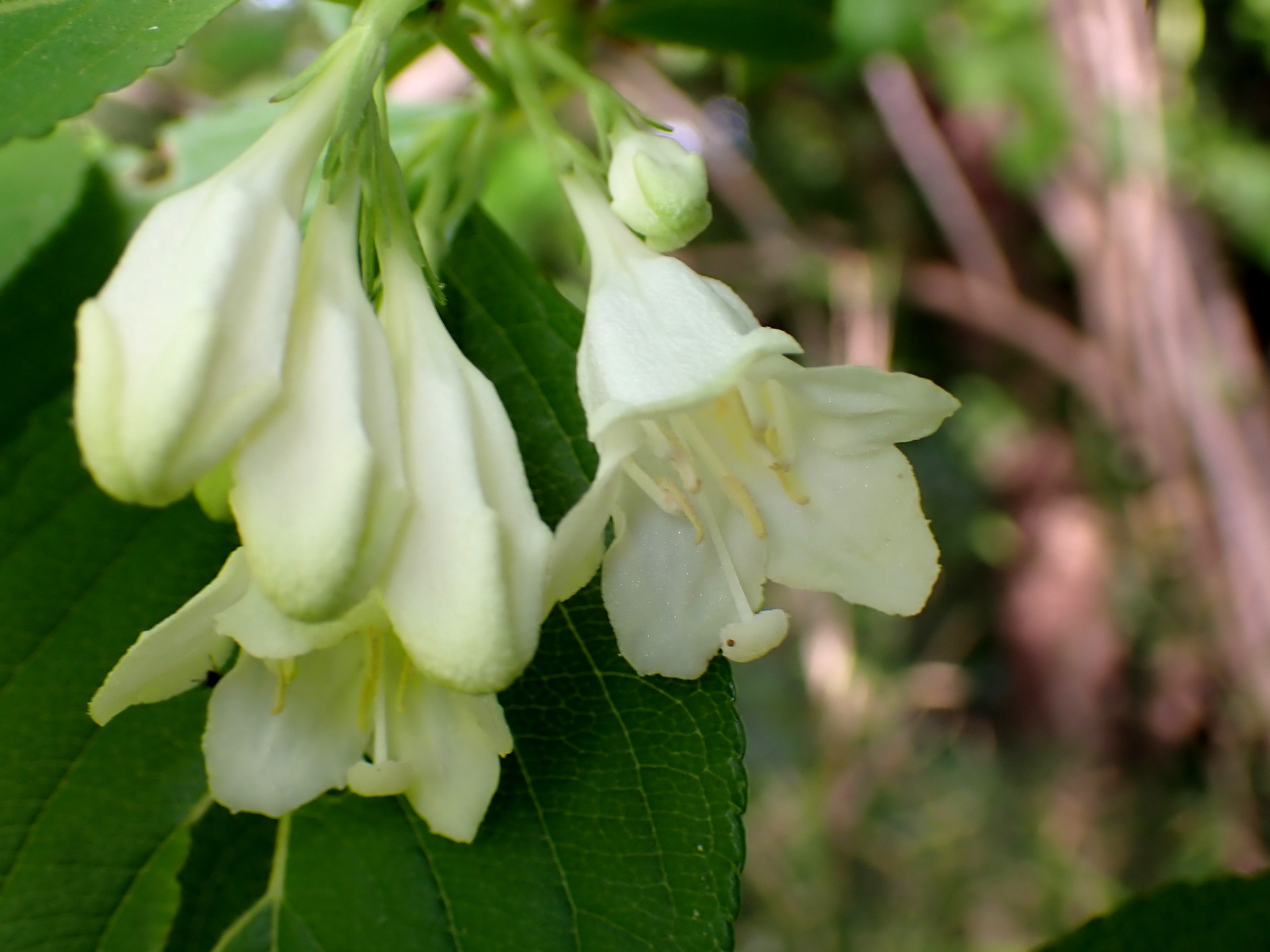 ハコネウツギ の高画質写真です。横浜市で、2025年5月5日に撮影したものです。