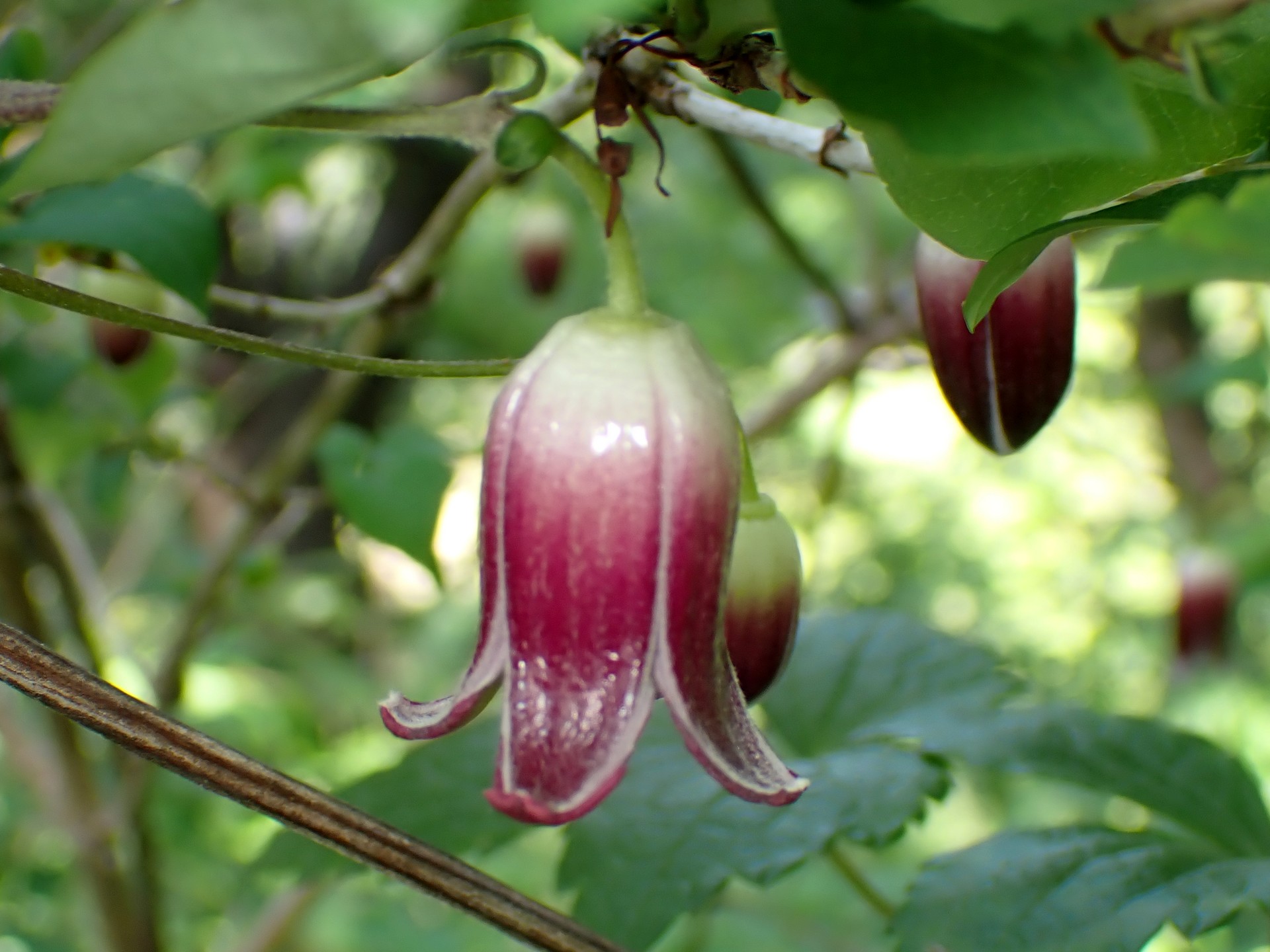 ハンショウヅル の高画質写真です。横浜市で、2025年5月3日に撮影したものです。