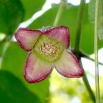 ハンショウヅル の高画質写真です。横浜市で、2025年5月3日に撮影したものです。