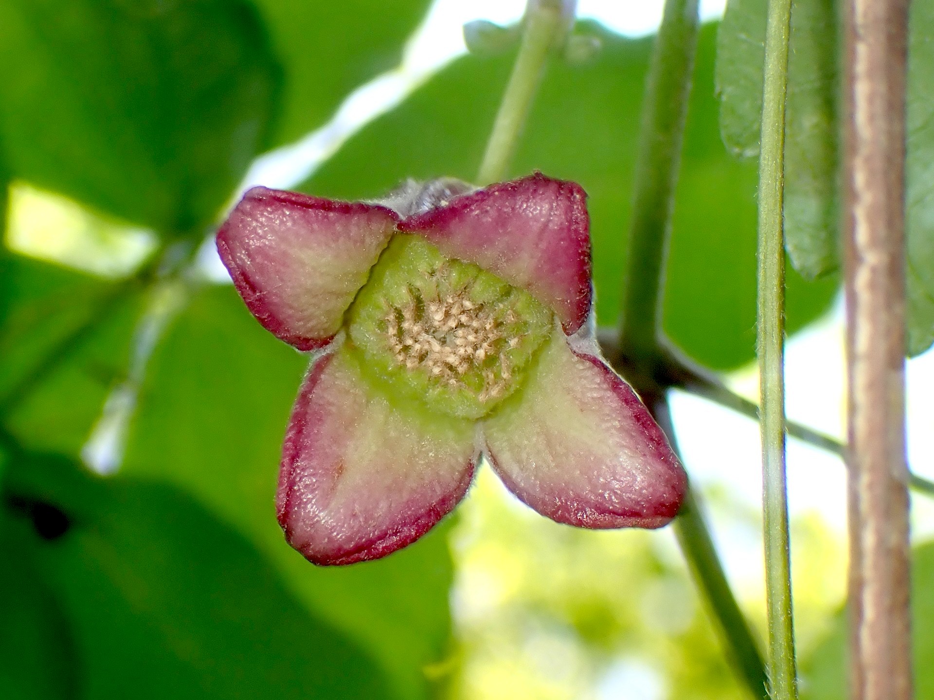 ハンショウヅル の高画質写真です。横浜市で、2025年5月3日に撮影したものです。
